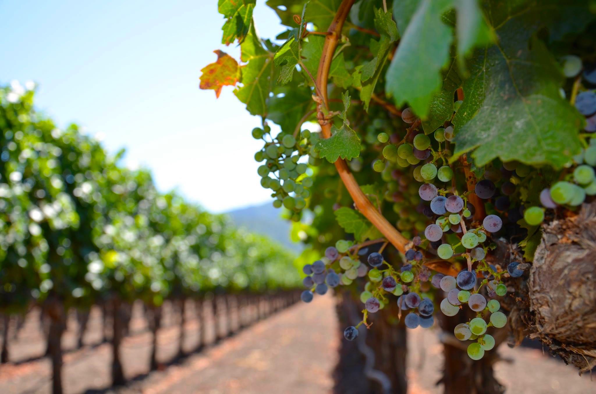 Napa Valley Wineries: 10 to Follow